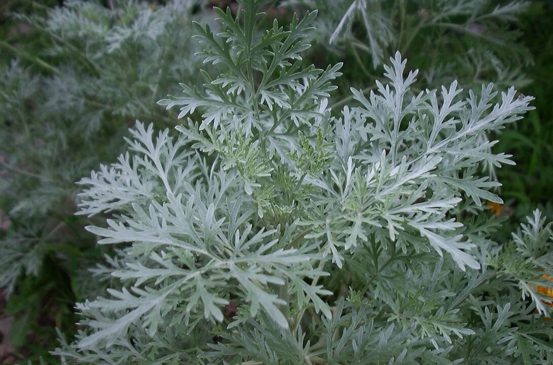 Wormwood Batok sa Varicose Veins