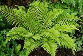 Ang mga compresses alang sa pagtambal sa mga varicose veins